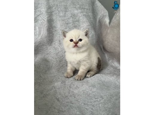 A kalite yavrular yeni sahiplerini arıyor 