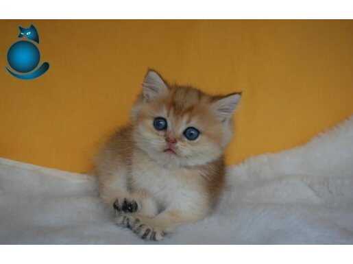 Safkan Şecereli Altın Kürklü British Shorthair Yavrusu