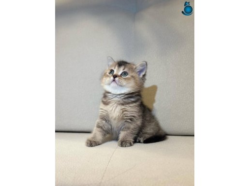 A kalite black gold yavru 