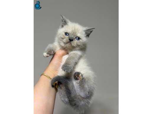 Maskeli ve Mavi Bakışlı British Shorthair Yavrular