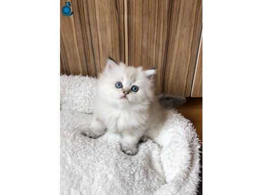 A kalite british longhair yavrular yeni sahiplerini arıyor 