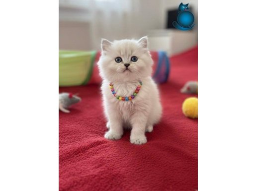 Veteriner Kontrollü Kartopu British Longhair Yavrular