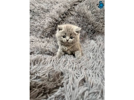 A kalite yavrular yeni sahiplerini arıyor 