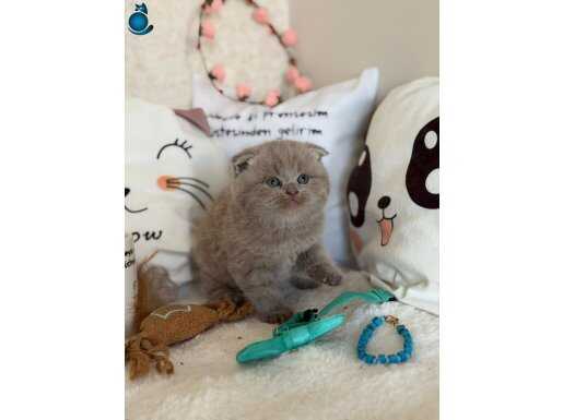 Ayı surat scotish fold yavrumuz yeni yuvasını arıyor 