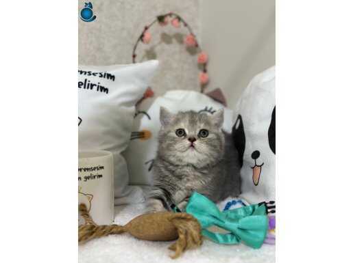 Zümrüt kızımız yeni yuvasını arıyor 