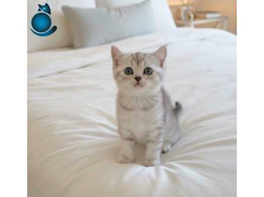 A kalite silver yavrumuz yeni sahiplerini arıyor 