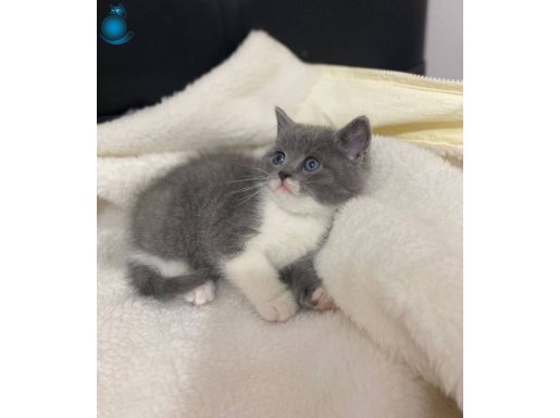 Safkan Bi Color British Shorthair Yavrumuz