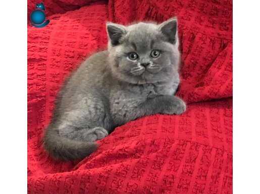 Safkan gri yavrumuz yeni yuvasını arıyor 