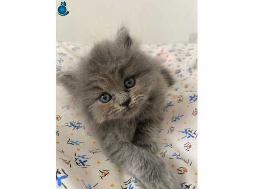 A kalite özel renk gri longhair yavrularımız 