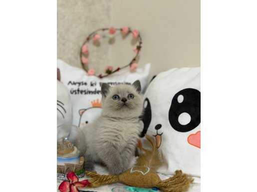 Safkan blue point yavruları yeni sahiplerini arıyor 