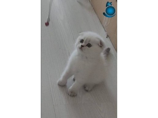 A kalite kar beyazı scotish fold yavrumuz 