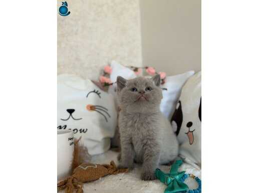 Dolgun Yanaklı Safkan Scottish Fold: Gerçek Ayı Surat