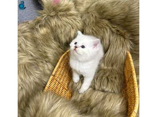 A kalite beyaz yavrular yeni sahiplerini arıyor 