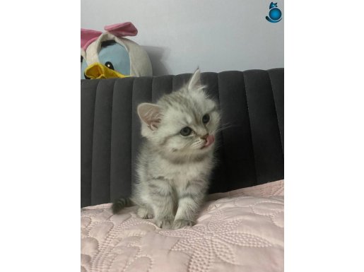 A kalite yavrular yeni sahiplerini arıyor 