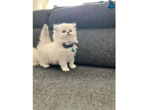 Anne baba scrli a kalite yavrular 