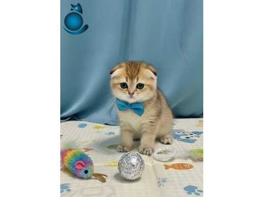 Anne baba scrli Gold yavrumuz 