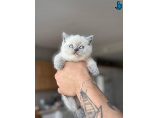 A kalite blue point yavrular yeni sahiplerini arıyor 