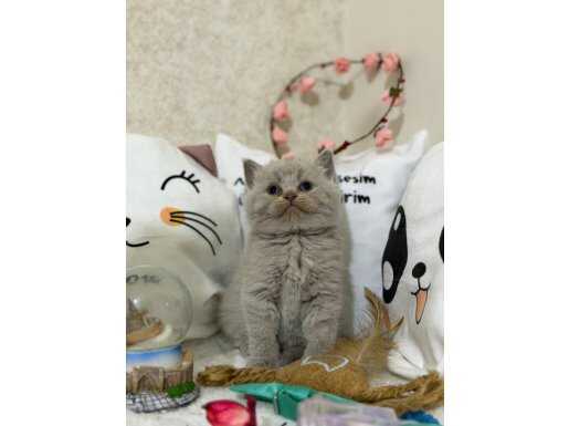 Ankara Yenimahalle’de Kadifemsi Safkan Lilac British Shorthair Yavrusu