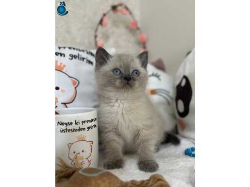 Çikolata point yavrularımız yeni sahiplerini arıyor 