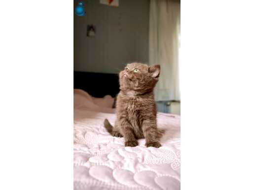 A kalite çikolata yavru 