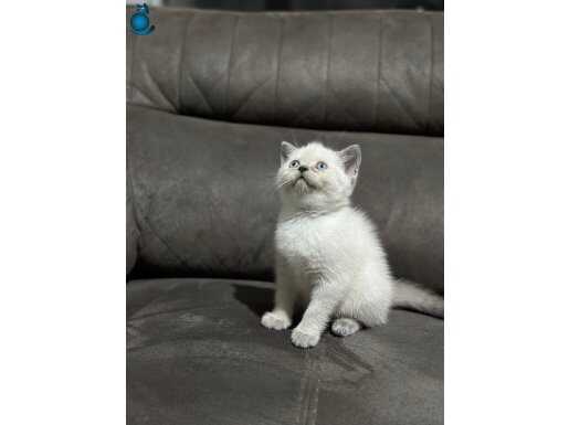 A kalite yeni sahiplerini arıyor 