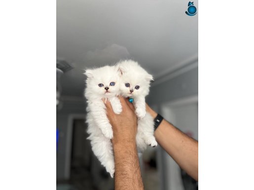 A kalite anne baba scrli longhair yavrular 