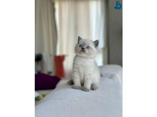 A kalite yavrular yeni sahiplerini arıyor 