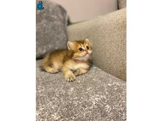 Anne Baba Şecereli Gold British Longhair – Safkan Yavru