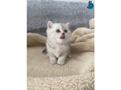 Anne baba scrli top kafa yavrularımız ye sahiplerini arıyor 