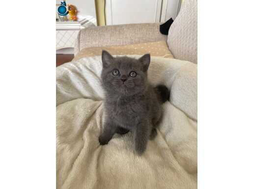 A kalite yavrular yeni sahiplerini arıyor 