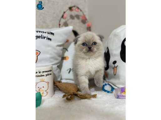 Ayı surat yavrumuz yeni yuvasını arıyor 