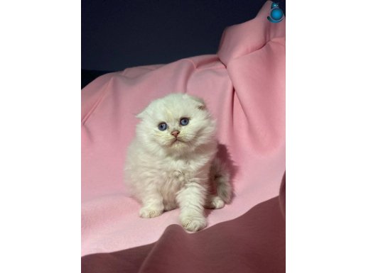 A kalite yavrular yeni sahiplerini arıyor 