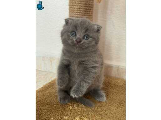 Ayı surat scotish fold yavruları yeni sahiplerini arıyor 