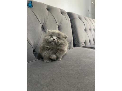 Bebek surat yavrumuz yeni sahiplerini arıyor 