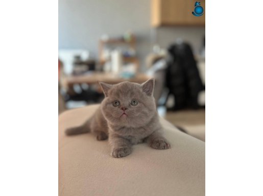 A kalite lilac yavrular yeni sahiplerini arıyor 