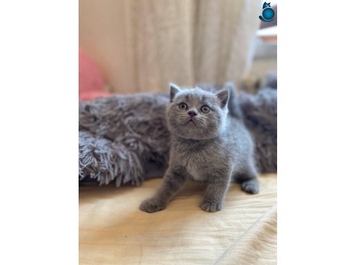 A kalite yavrularımız yeni sahiplerini arıyor 