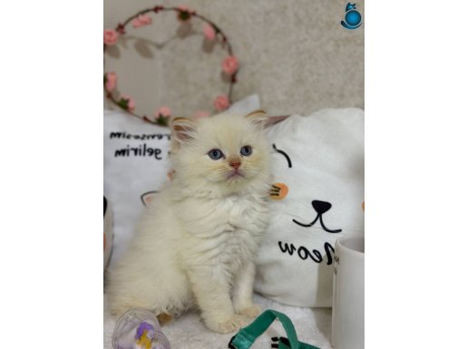 Veteriner Doğumlu Safkan British Longhair Yavruları