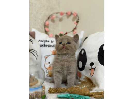 Safkan Lilac British Shorthair: Kadife Tüylü Yeni Aile Üyeniz