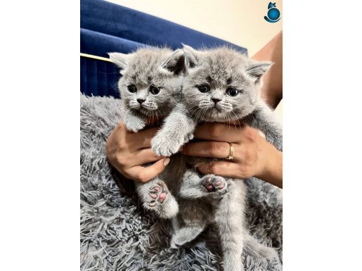 A kalite yavrular yeni sahiplerini arıyor 