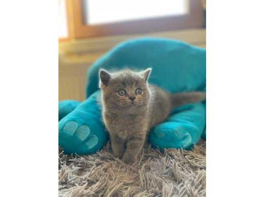 Safkan gri kedilerimiz yeni yuvasını arıyor 