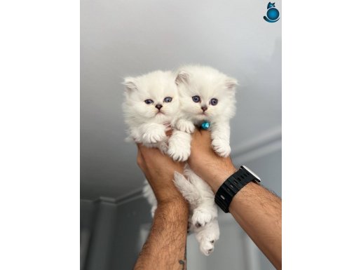 A kalite Scrli anne baba yavruları yeni sahibini arıyor 