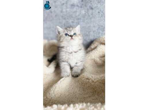 Anne baba scrli a kalite yavrular 