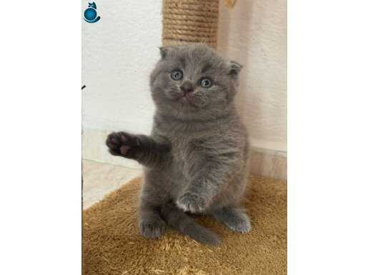 Top kafa a kalite yavrular yeni sahiplerini arıyor 