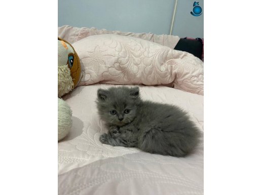 Yenimahalle'de Gümüş Gri British Longhair Yavrusu
