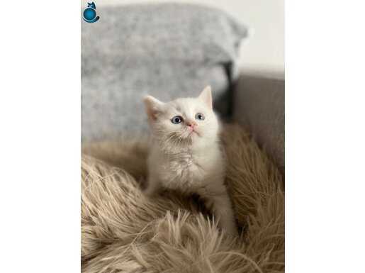 Kar beyazı yavrumuz yeni sahiplerini arıyor 