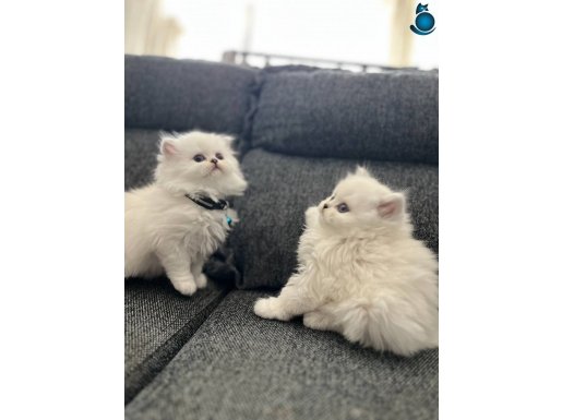 A kalite longhair yavrularımız yeni sahiplerini arıyor 