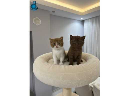 safkan Cinnamon yavrularımız 