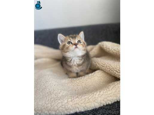 Anne baba scrli black gold yavrularımız 