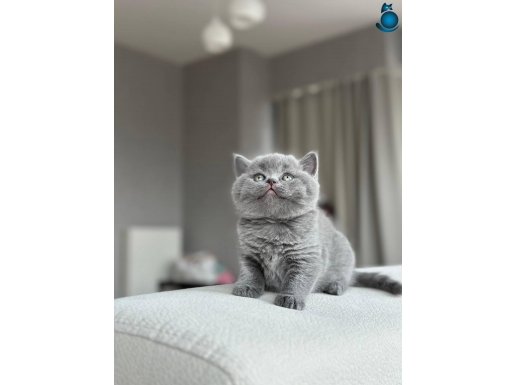 A kalite yavrularımız yeni sahiplerini arıyor 