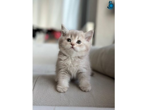 A kalite yavrular yeni sahiplerini arıyor 